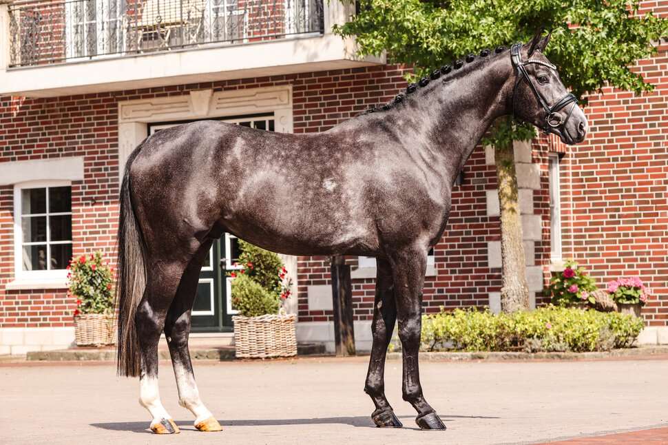 Bondolo Stallion