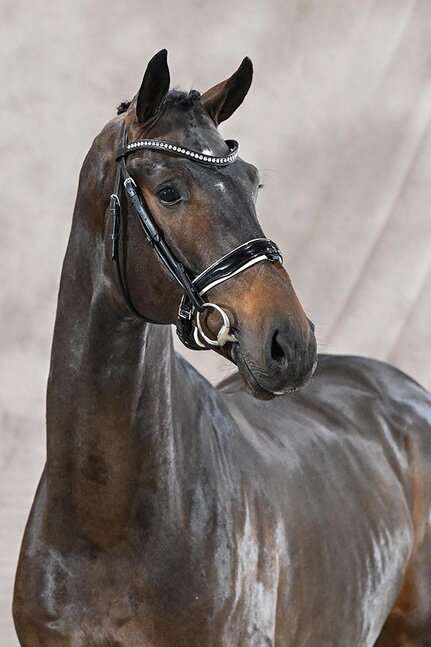 Fine Future Stallion