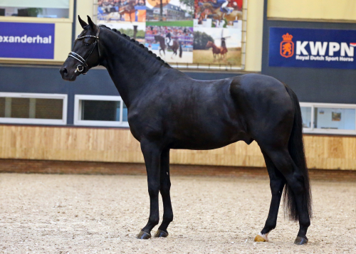 Le Formidable Stallion