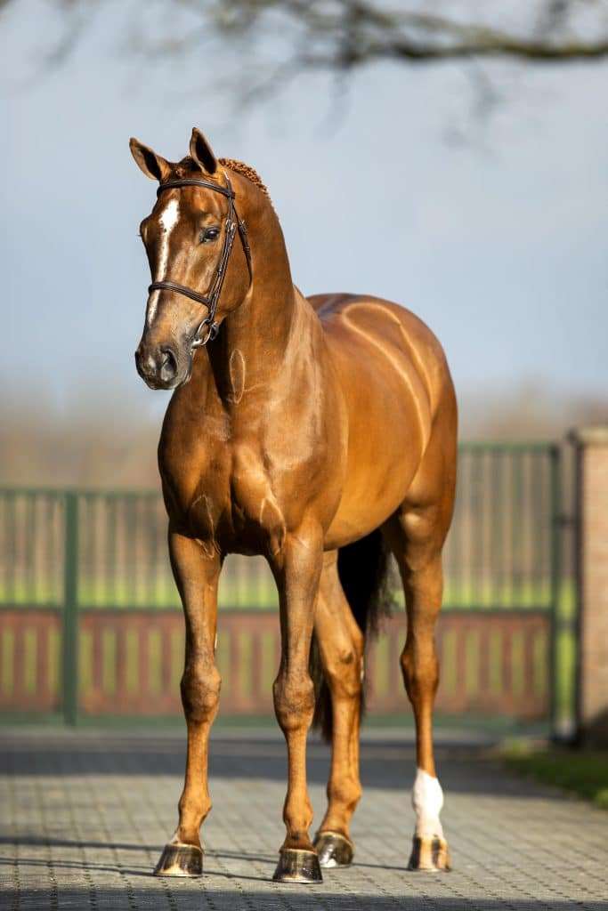 Poker de Mariposa Stallion