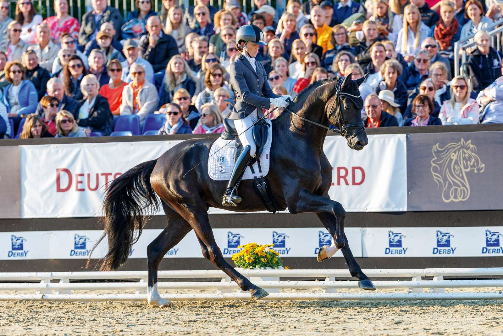 Beck´s in black Stallion