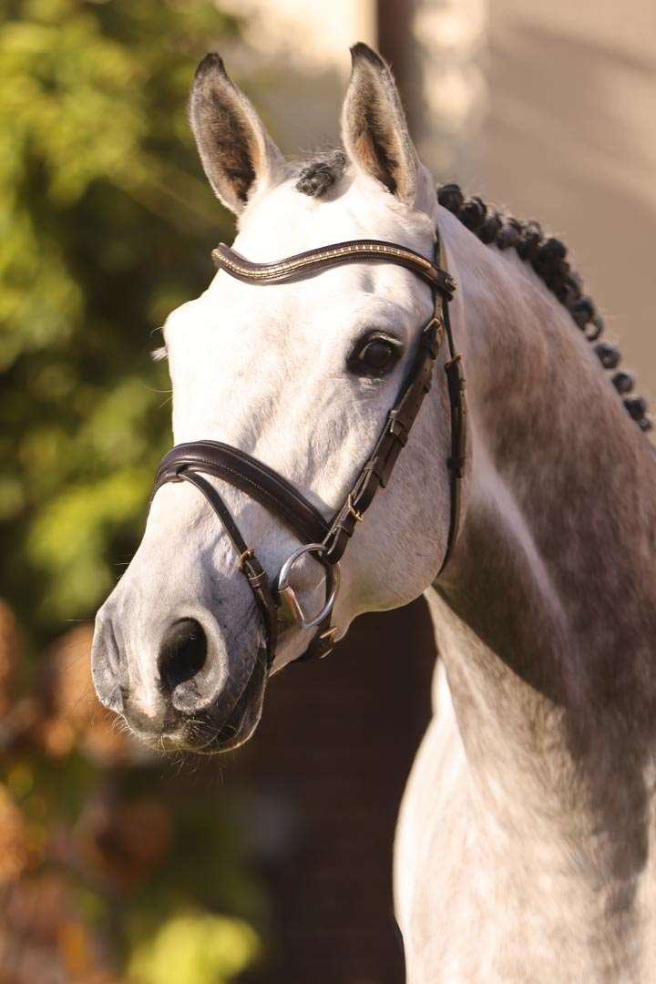 Caliente Catoki Stallion