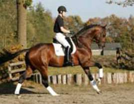 Johnson - Stallion AI Services - Elite Stallions UK Ltd Johnson - Stallion AI Services - Elite Stallions UK Ltd