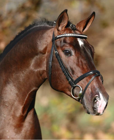 Stakkato Gold Stallion
