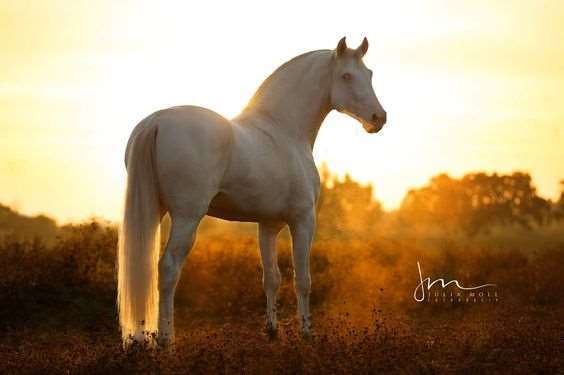 Honesto Stallion Honesto Stallion
