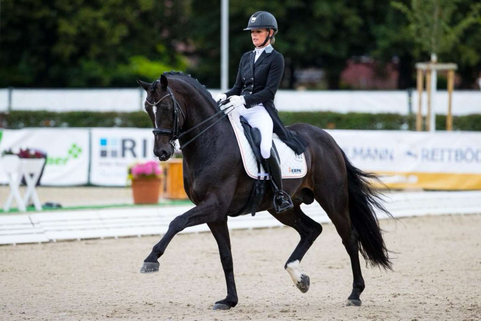 Just Wimphof Stallion Just Wimphof Stallion