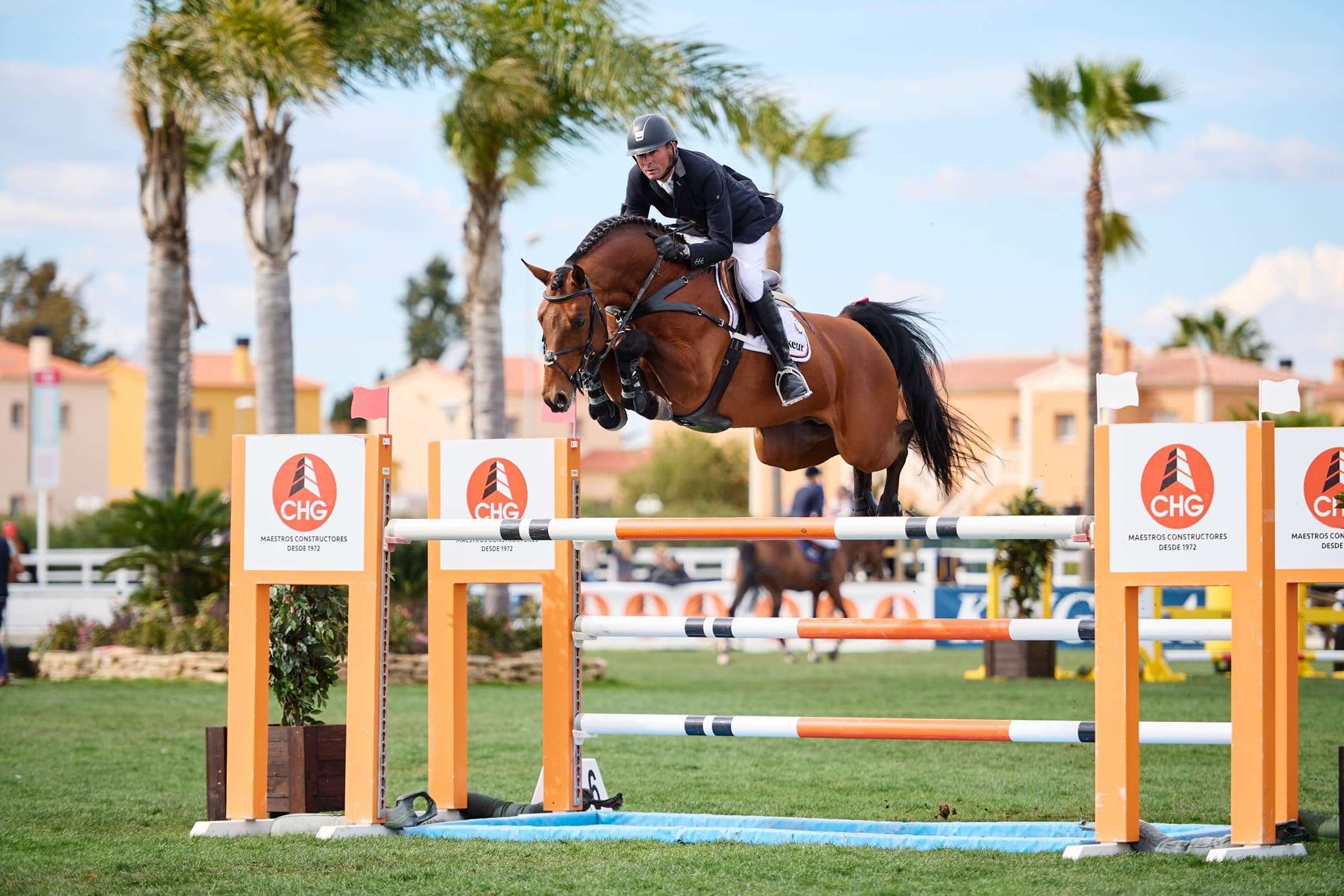 Lord Fauntleroy Stallion