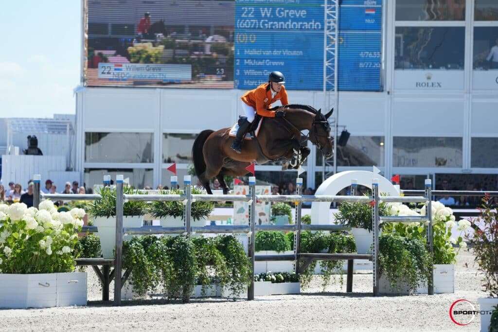 Grandorado TN Stallion
