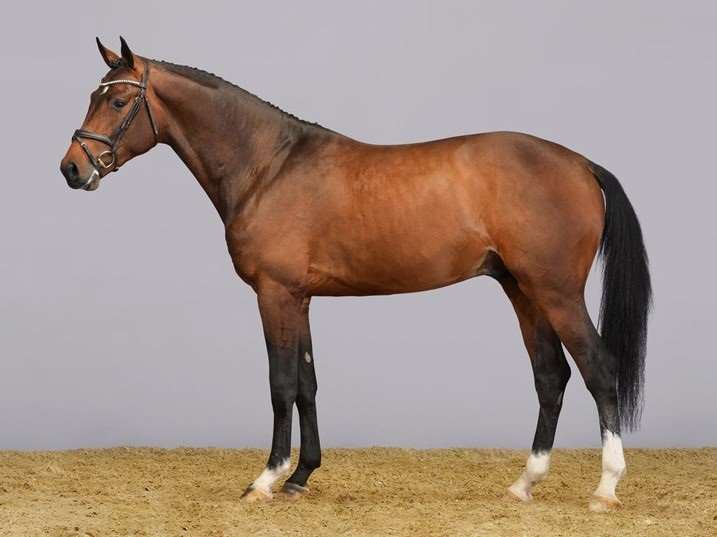 Luchetto-H  Stallion