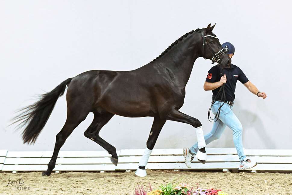 Sir Franklin Stallion