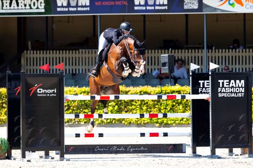 Newmarket VM Stallion