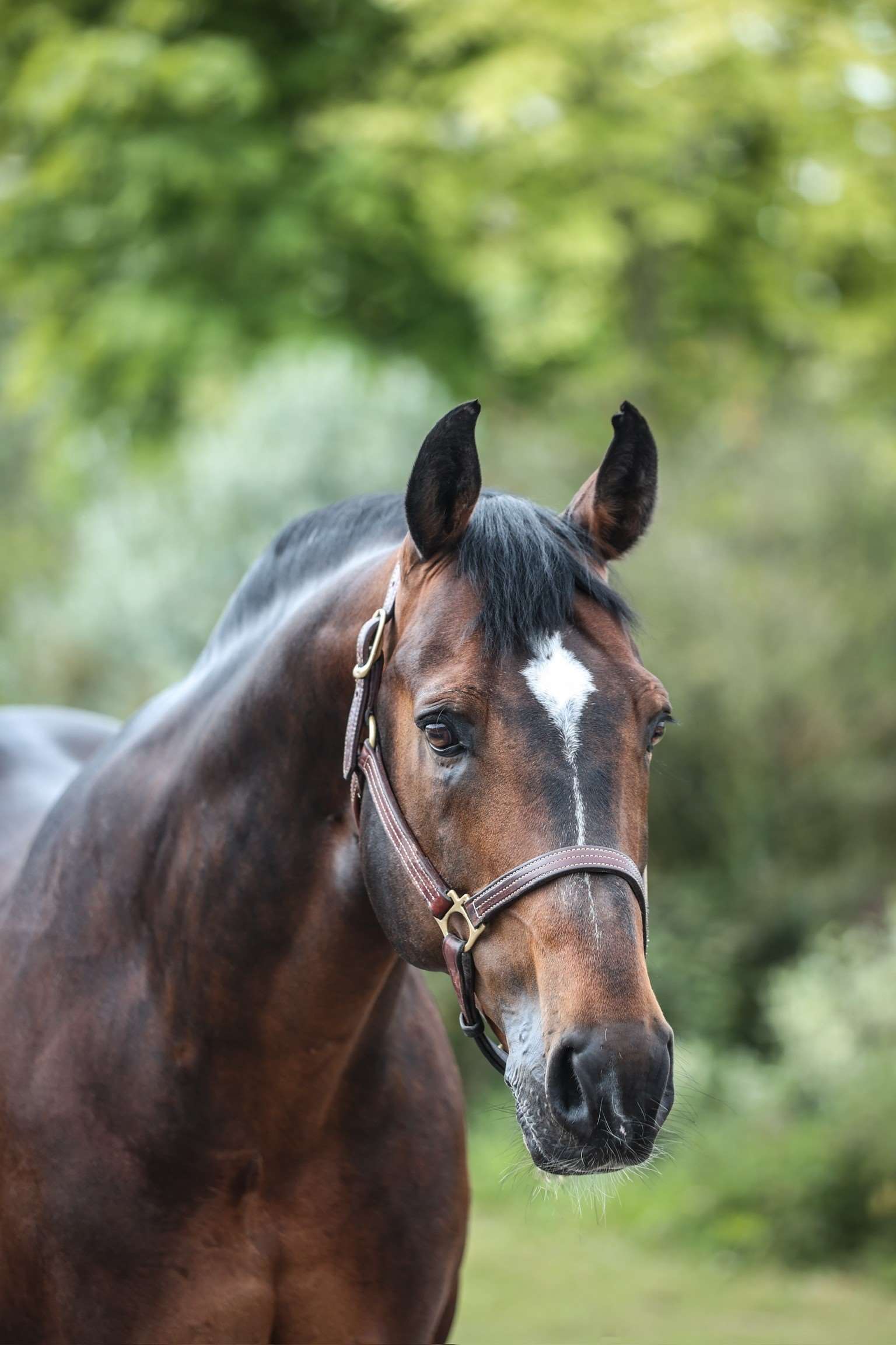 Hello Vincent Stallion