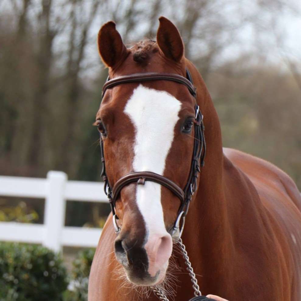 Casallo Z Stallion