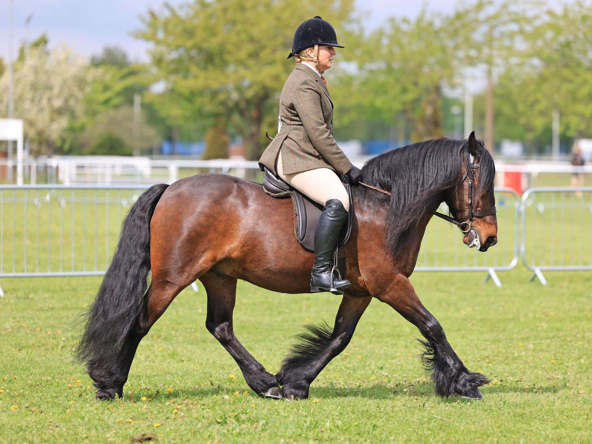 Bracklinn Glayva Stallion