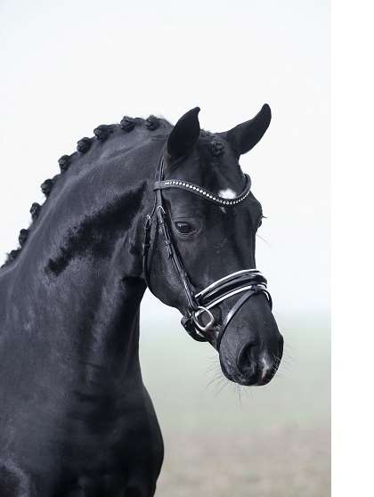 Dimaggio Black Stallion