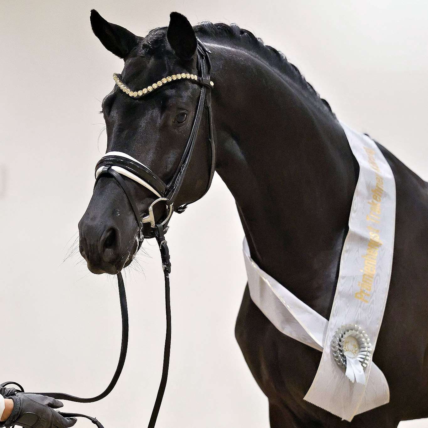 Hannu Haakon Stallion