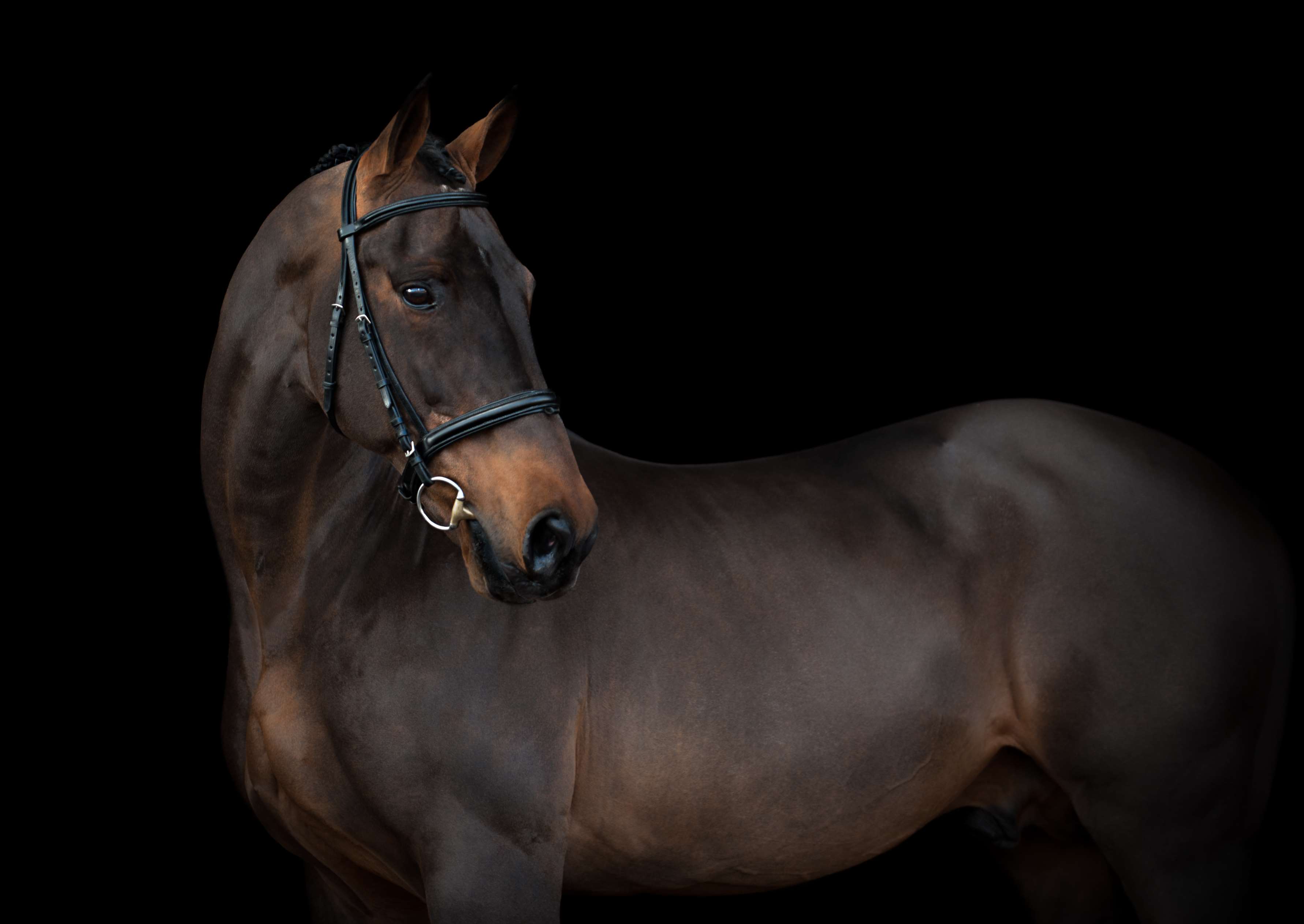 Ramiro B - Stallion AI Services - Bolesworth Equestrian LLP Ramiro B - Stallion AI Services - Bolesworth Equestrian LLP