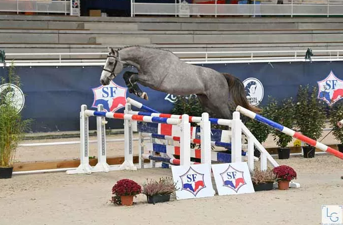 Karaganda Semilly Stallion