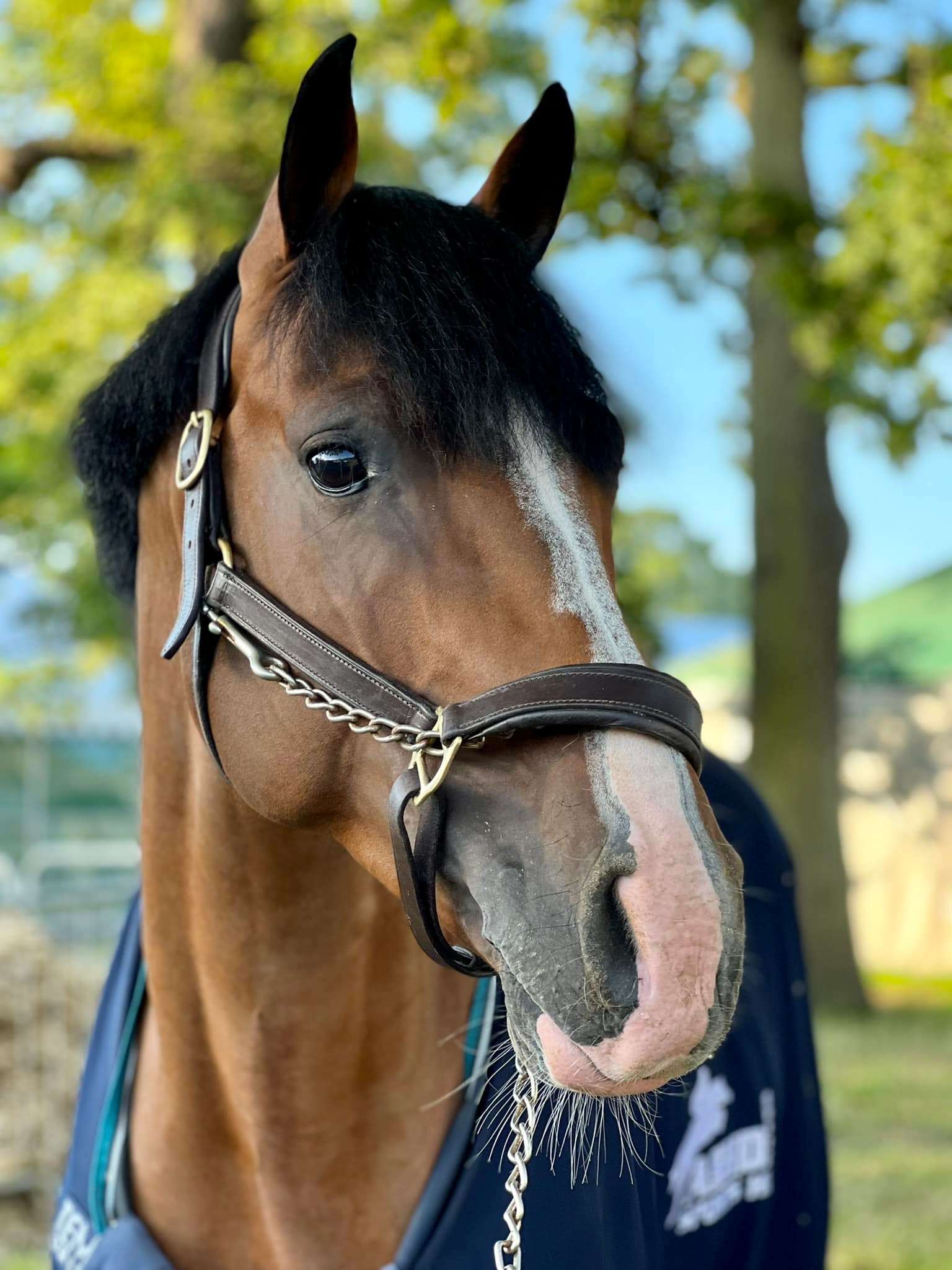 Ashdale Casino Stallion Ashdale Casino Stallion