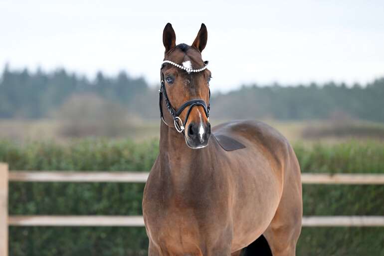 Tornado vd Bisschop Stallion
