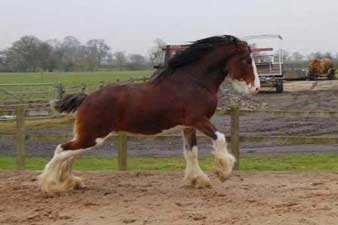 Arclid Hillside Avenger - Stallion AI Services - Tony Bull Arclid Hillside Avenger - Stallion AI Services - Tony Bull