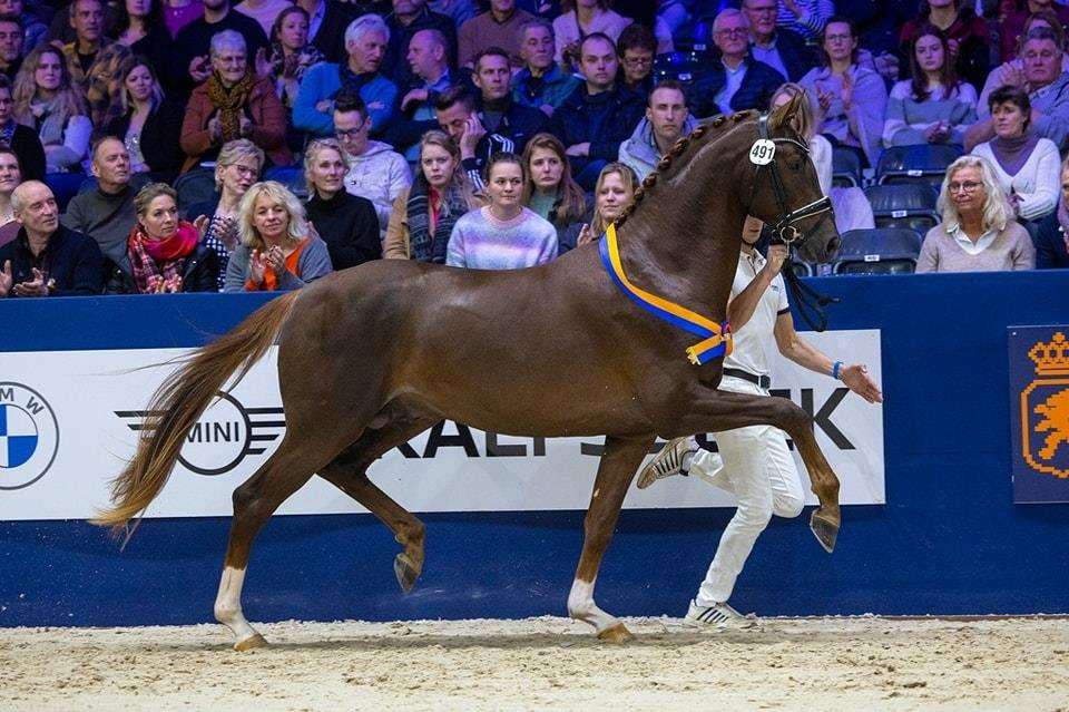 L'formidable Stallion