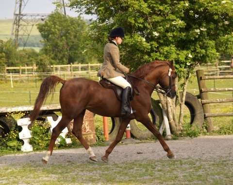 Princeton Mariner Stallion