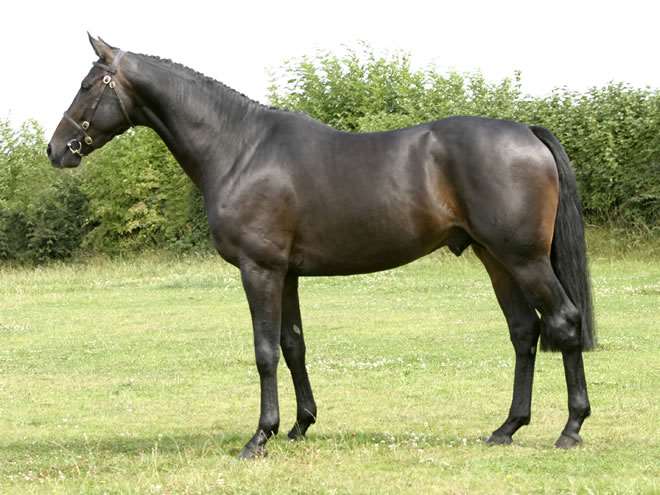 Primitive Proposal Stallion