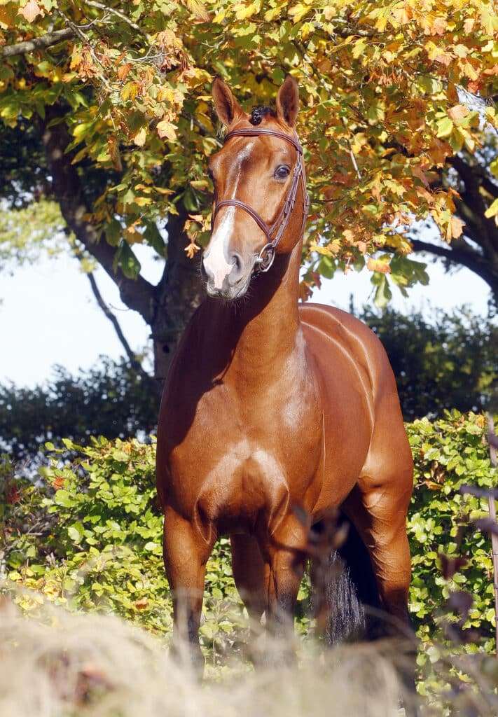 Lamaze TN Stallion