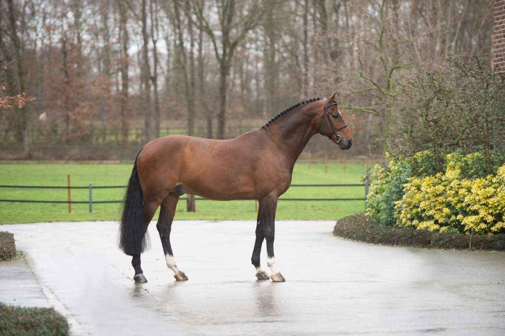 Bustique - Stallion AI Services - Stal Hendrix Bustique - Stallion AI Services - Stal Hendrix