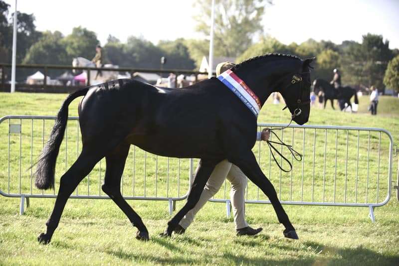 Springpond Merryman Stallion