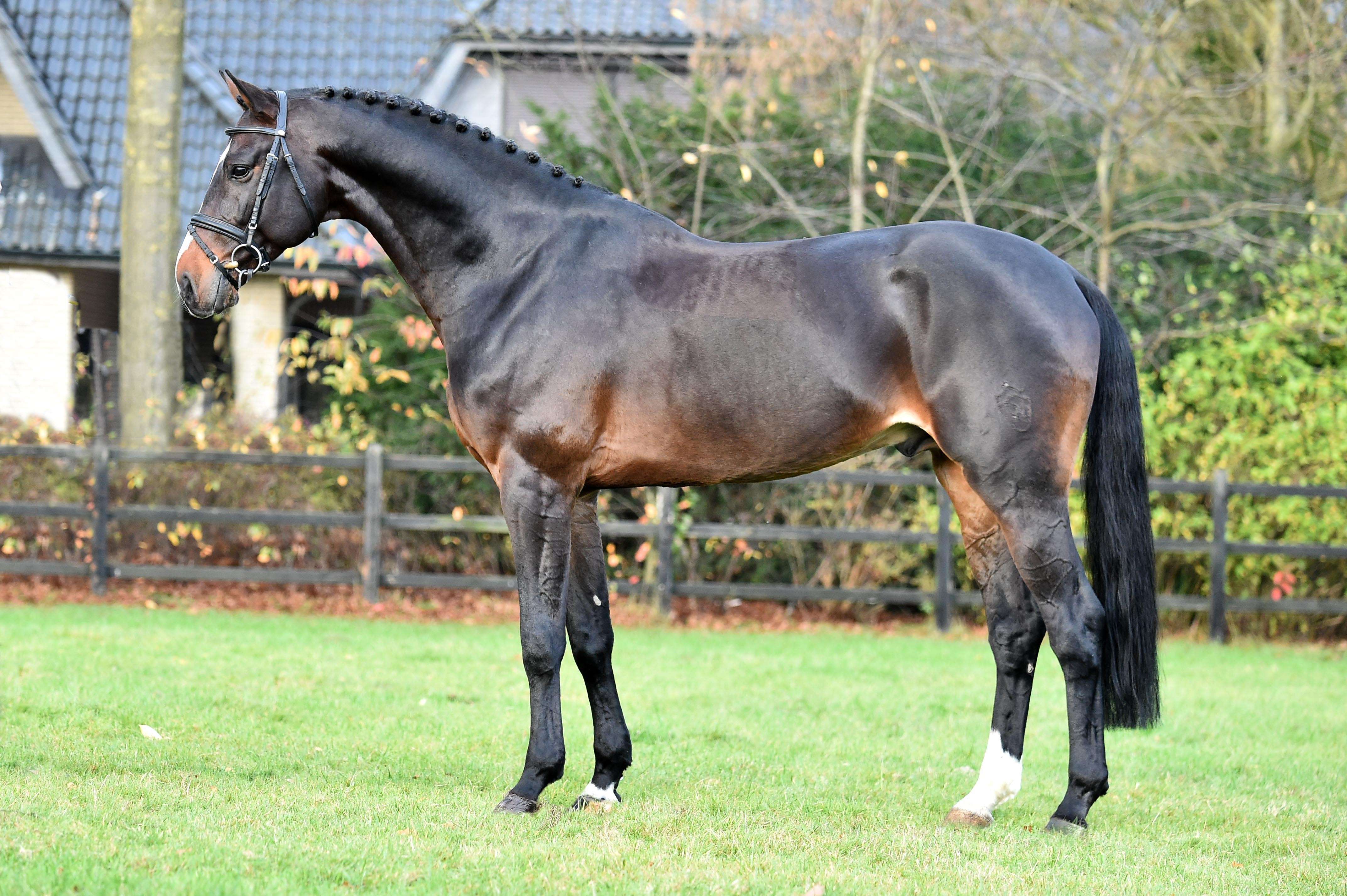 Fire and Ice J Stallion