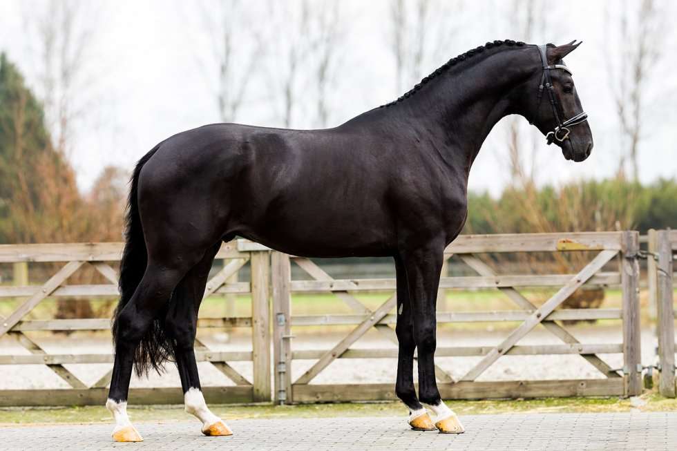 Magic McKee L Stallion