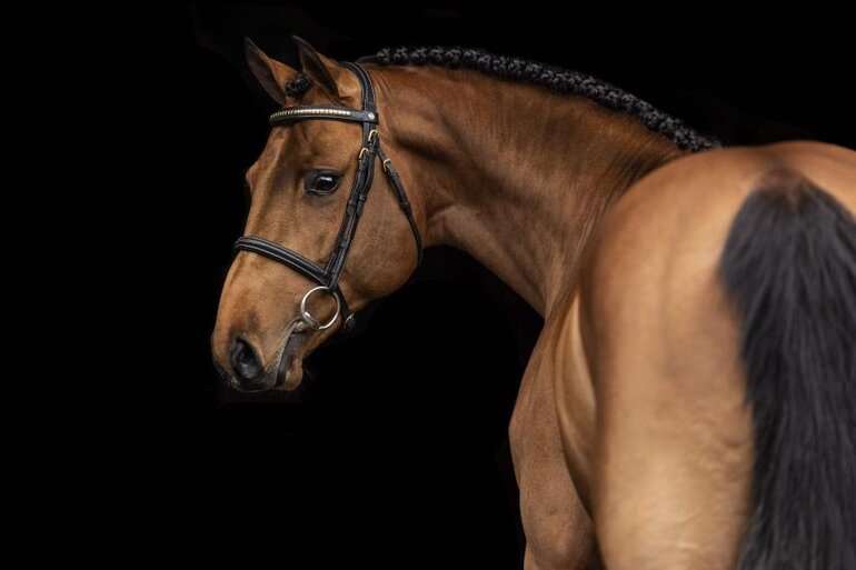 Uncle Joe Vant Meulenhof Stallion