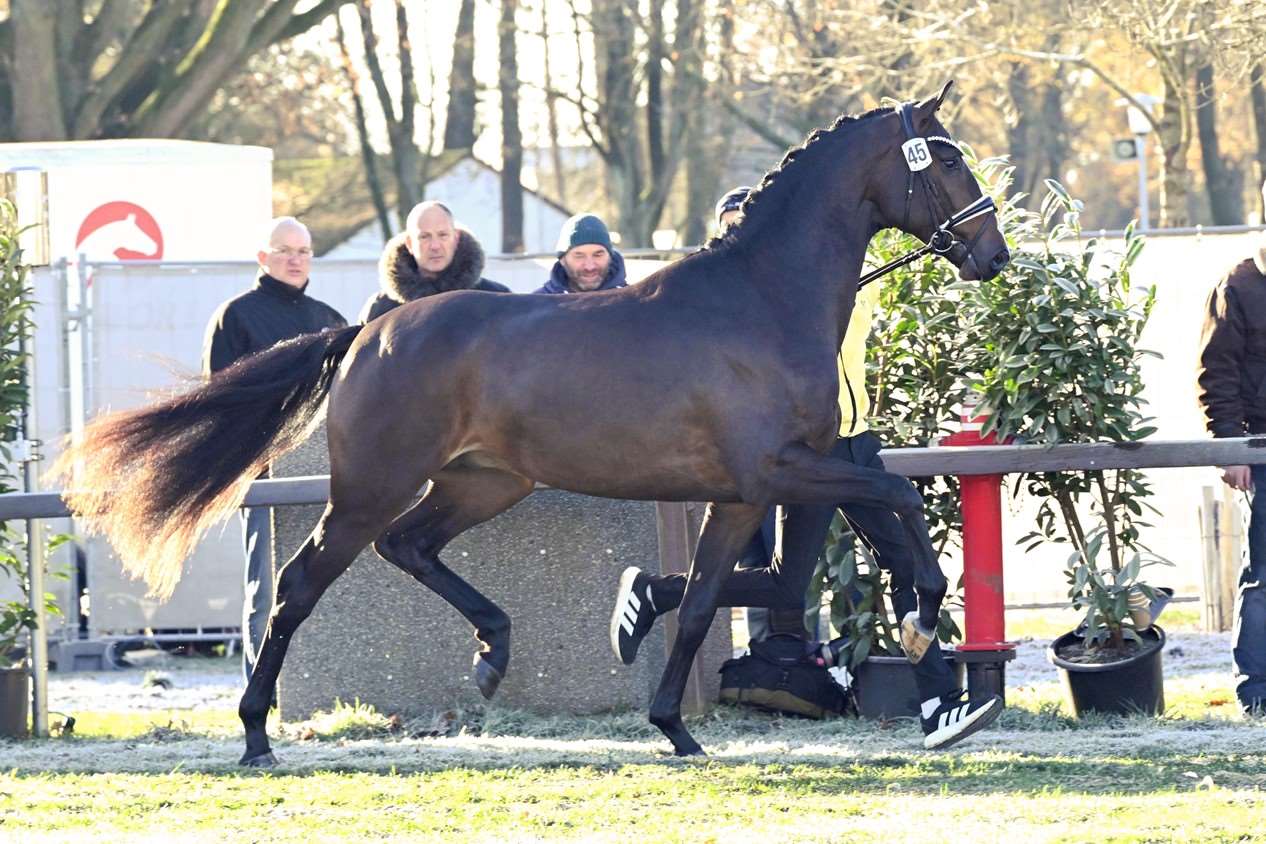 Søbakkehus Danny-Ocean Stallion