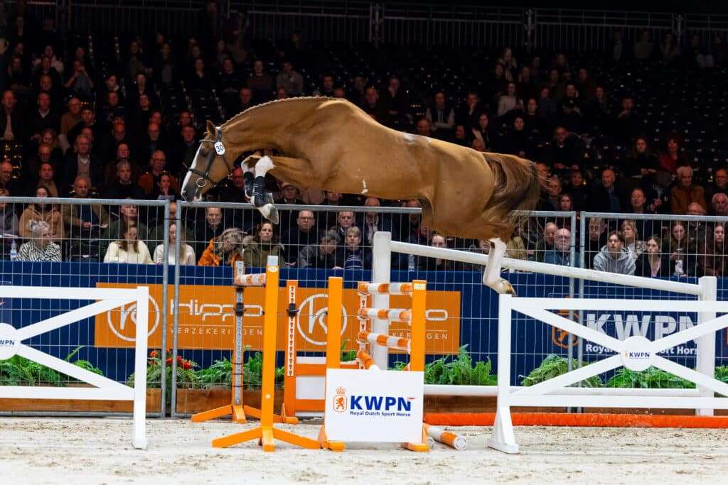 Crescendo TN van de Boxem Z Stallion