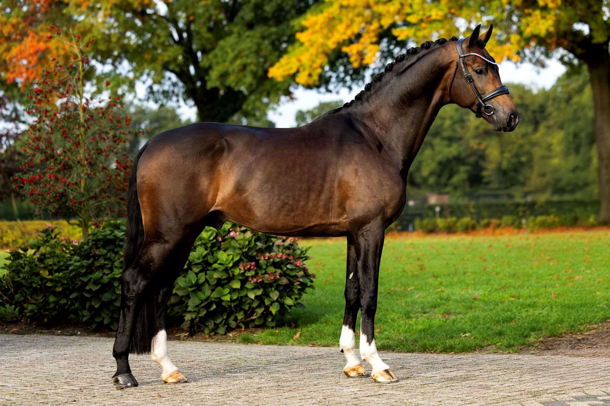 Stallion Fig Fiji Stallion