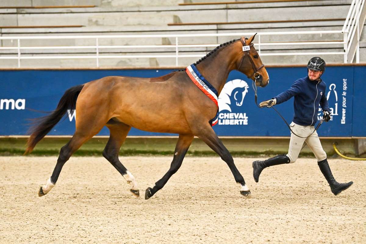 Memphis de Kermor Stallion