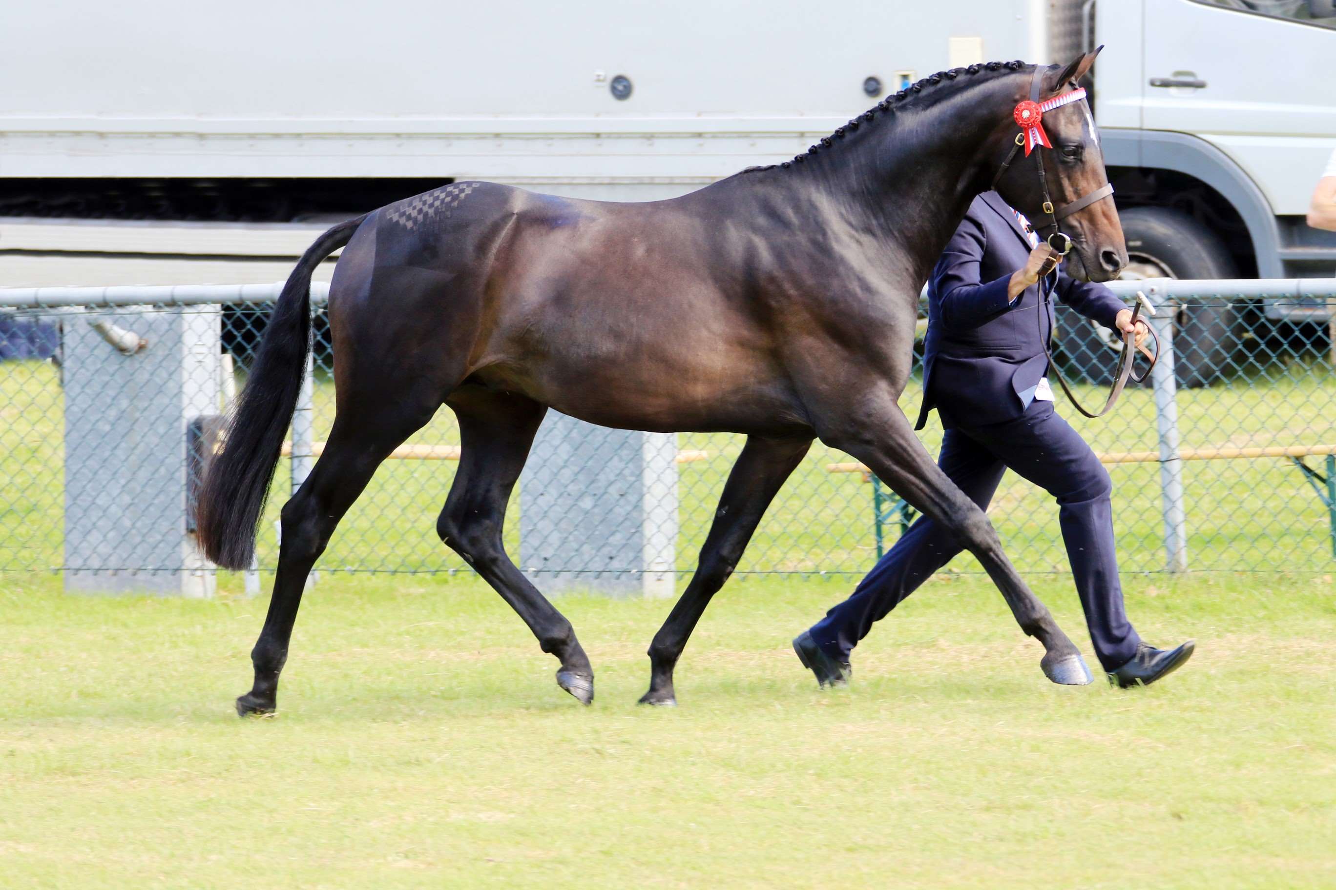 Springpond Merryman - Stallion AI Services - Annabel Jenks Springpond Merryman - Stallion AI Services - Annabel Jenks