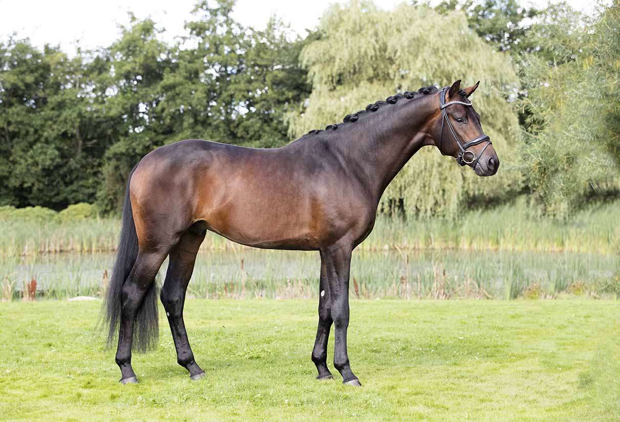 Dynamic Dream Stallion Dynamic Dream Stallion