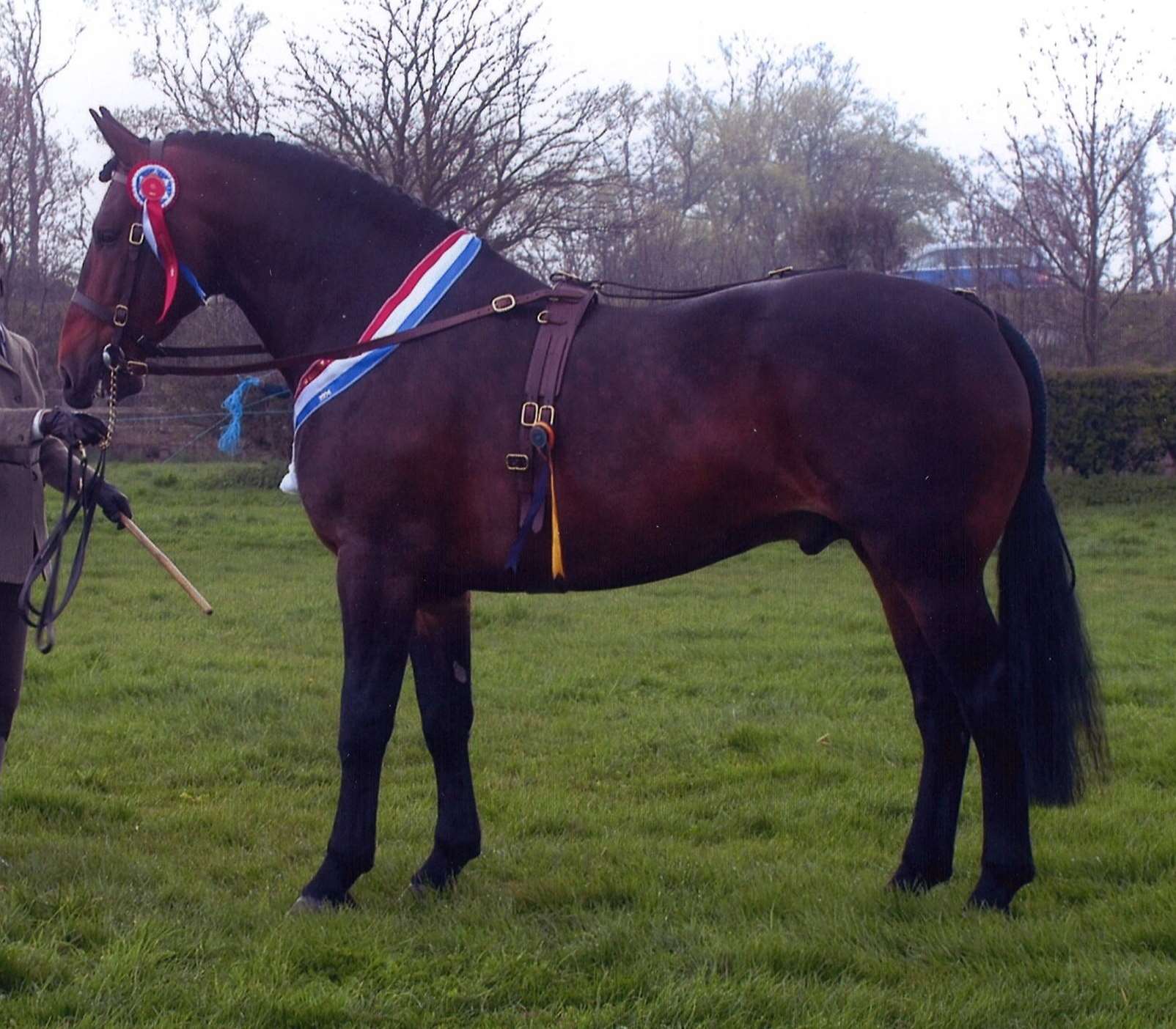 High Park Schoffield Stallion