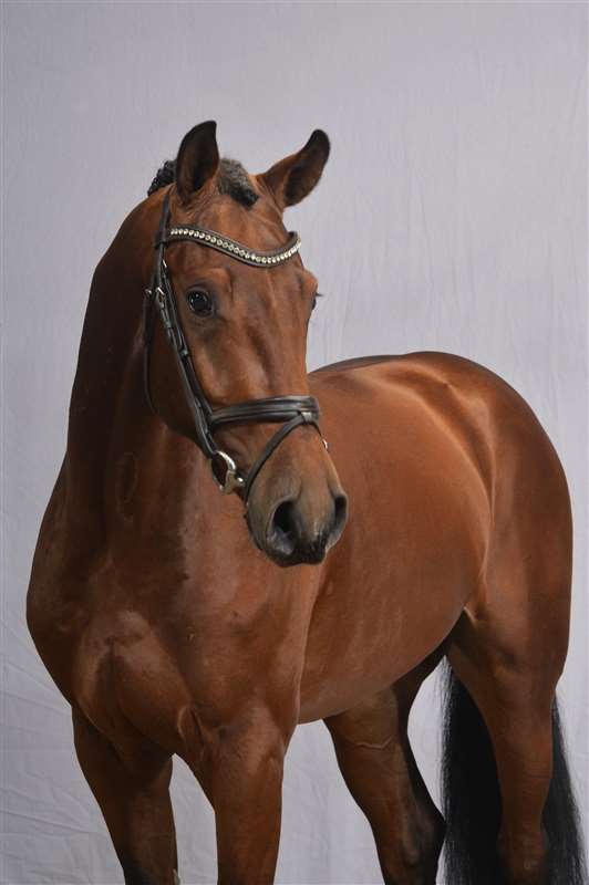 Mosgaards Chucky Stallion