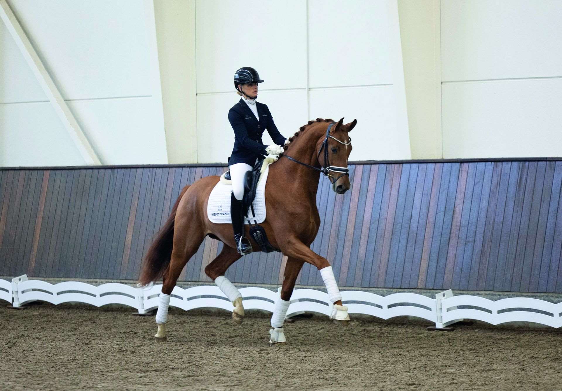 Daan G Stallion Daan G Stallion