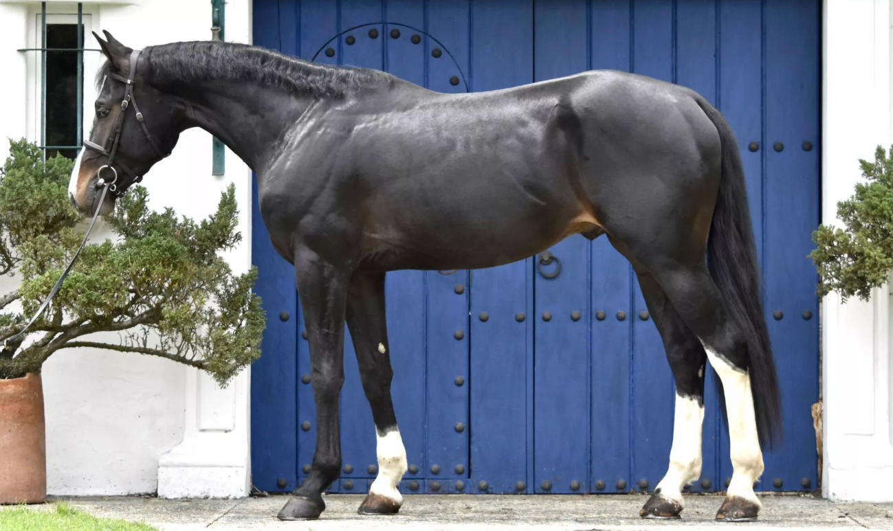 KORNET SAN ISIDRO Stallion