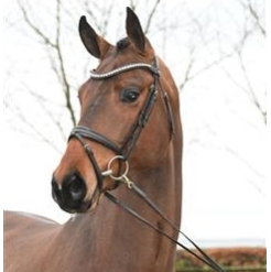 Clear Heart Z Stallion