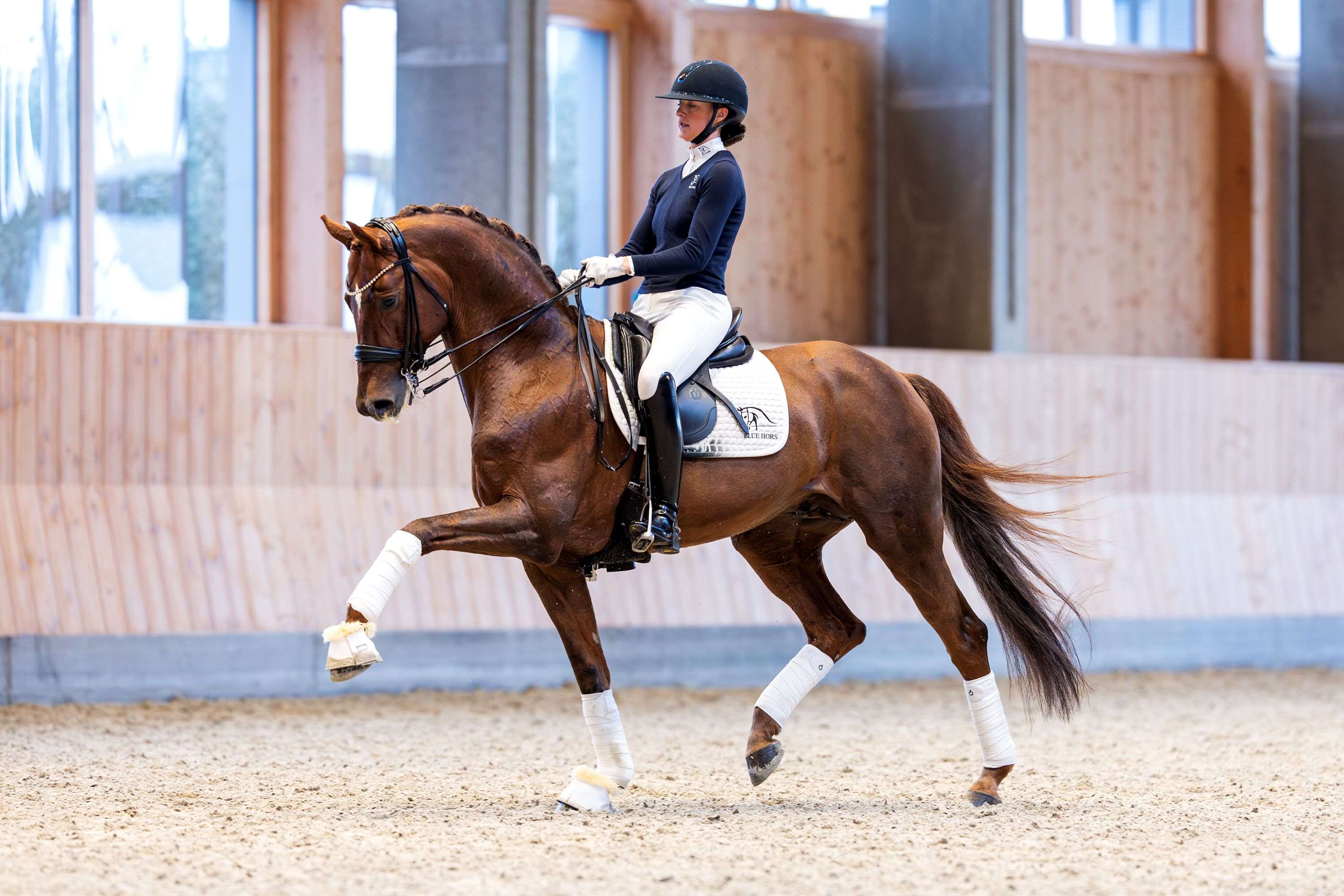 Blue Hors Baron Stallion Blue Hors Baron Stallion
