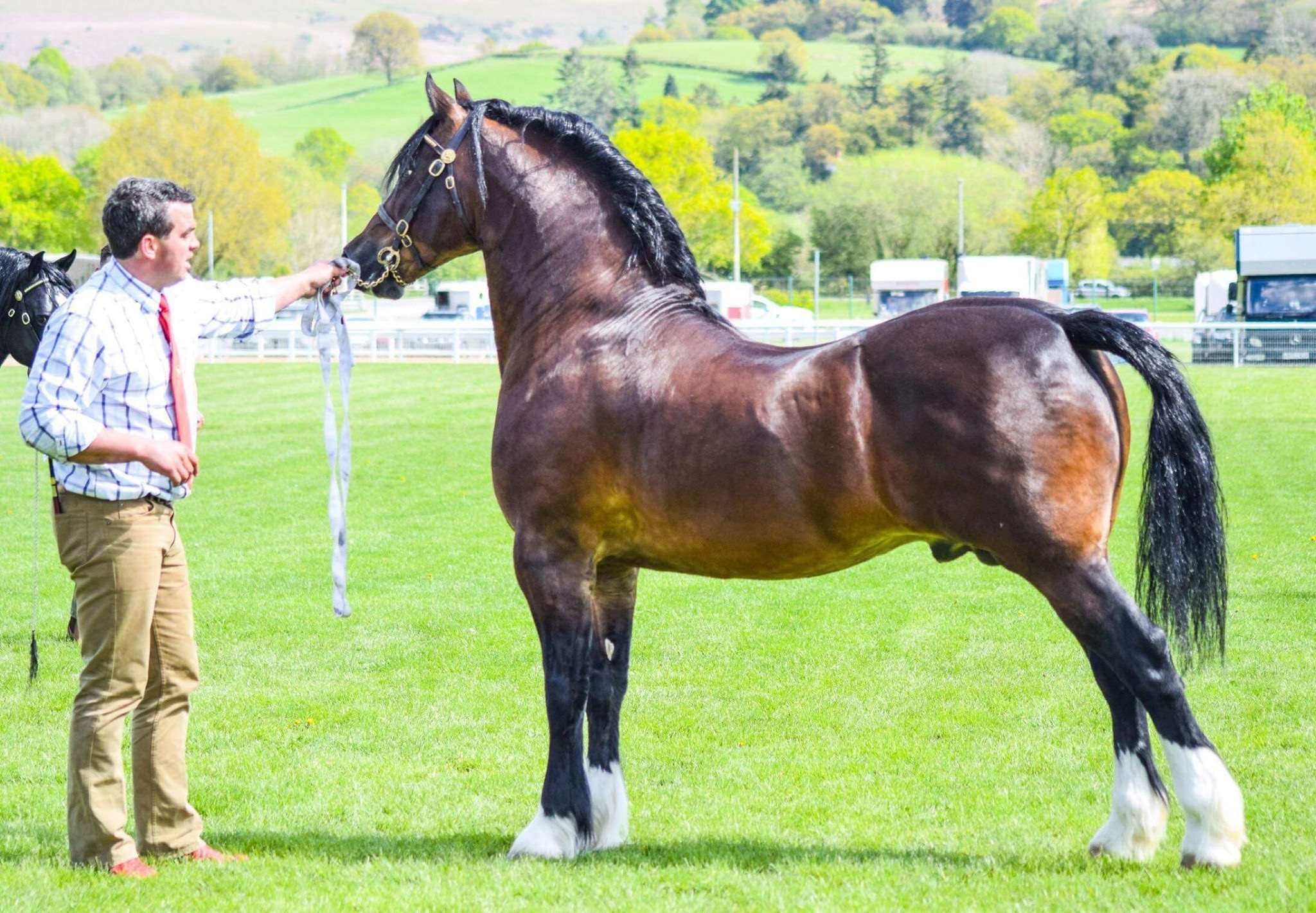 Gwynfaes Seren Wledig Stallion