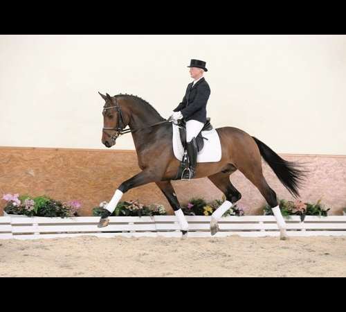 Foundation - Stallion AI Services - Elite Stallions UK Ltd Foundation - Stallion AI Services - Elite Stallions UK Ltd