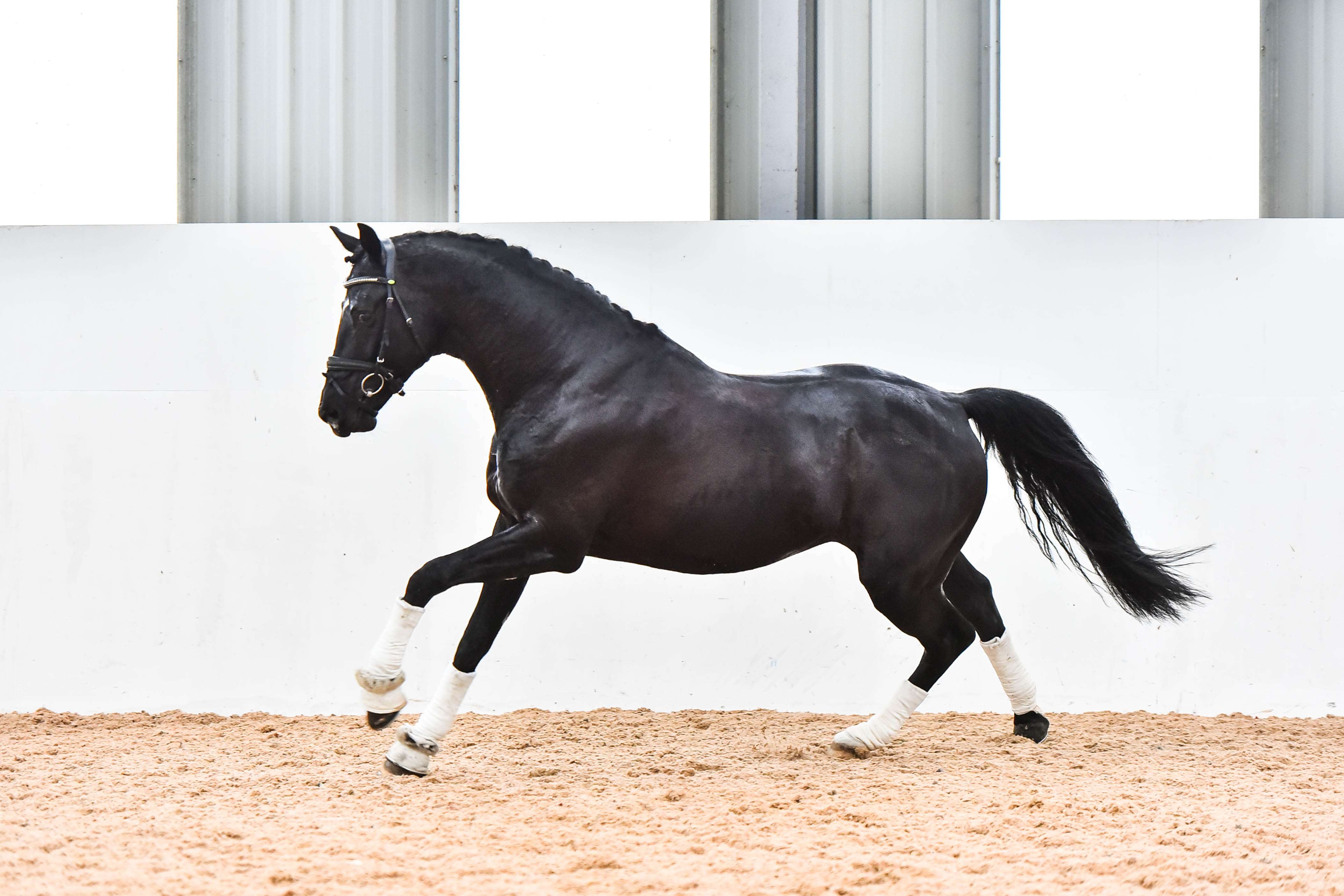 Devivio Stallion